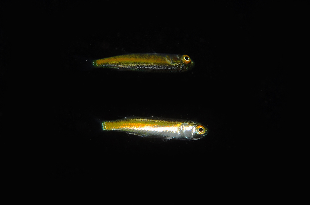 juvenile Liza cf. ramada
